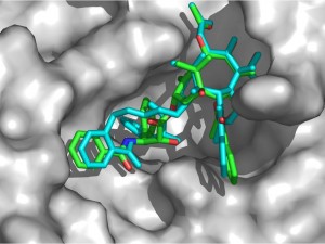 REDOR-Taxol