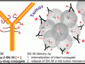 Immunomedics的SN-38抗体药物偶联物（ADC）Sacituzumab Govitecan获得FDA快速通道认定