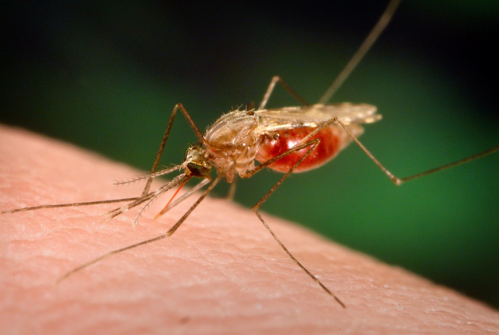 2005 James Gathany, Frank Collins This photograph depicts a Anopheles funestus mosquito partaking in a blood meal from its human host. Note the blood passing through the proboscis, which has penetrated the skin, and entered a miniscule cutaneous blood vessel. The Anopheles funestus mosquito, which along with Anopheles gambiae, is one of the two most important malaria vectors in Africa, where more than 80% of the world's malarial disease and deaths occurs. Humans infected with malaria parasites can develop a wide range of symptoms. These vary from asymptomatic infections, i.e., no apparent illness, to the classic symptoms of malaria including fever, chills, sweating, headaches, muscle pains, to severe complications such as cerebral malaria, anemia, and kidney failure, and even death. The severity of the symptoms depends on several factors, including the species of infecting parasite, and the infected humanís acquired immunity and genetic background.
