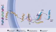 PCSK9 RNA干扰药物ALN-PCS显示强力降血脂疗效