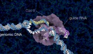 “魔法剪刀”CRISPR-Cas9搭车“DNA纳米纱团”进入细胞核？！