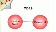 西雅图遗传靶向CD19的ADC药物SGN-CD19A开始一期临床实验