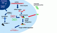 要闻点评2013-8-31：RNA干扰治疗转甲状腺素蛋白淀粉样变性（transthyretin amyloidosis）