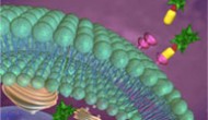 Vintafolide:一个与众不同的ADC Vintafolide:一个与众不同的ADC