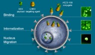 美国FDA同意 Aeterna Zentaris制药公司的AEZS-108三期临床使用“特殊评估方案” 美国FDA同意 Aeterna Zentaris制药公司的AEZS-108三期临床使用“特殊评估方案”