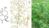 您知道吗？青蒿素背后的专利之“痛”