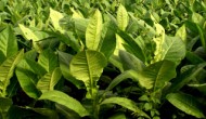 烟草也有正面新闻：加拿大PlantForm公司利用烟叶开发曲妥珠单抗生物仿制药