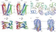 日科学家证明转运蛋白把药物排出细胞的机制