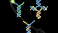 DNA单碱基突变检测的突破性新技术