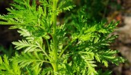老药新用:廉价抗疟疾老药青蒿琥酯(Artesunate)能辅助治疗结直肠癌 老药新用:廉价抗疟疾老药青蒿琥酯(Artesunate)能辅助治疗结直肠癌