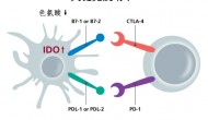 免疫疗法继续受热捧:罗氏支付1.5亿美元头款和NewLink合作开发IDO通路抑制剂NLG919 免疫疗法继续受热捧:罗氏支付1.5亿美元头款和NewLink合作开发IDO通路抑制剂NLG919