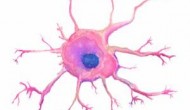 靶向树突状细胞(Dendritic Cell)的治疗型肿瘤疫苗:亮点与挑战 靶向树突状细胞(Dendritic Cell)的治疗型肿瘤疫苗:亮点与挑战