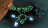 SGN-CD33A出现严重肝毒性，部分临床试验叫停