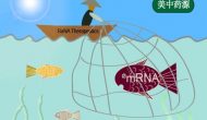 以小博大：RaNA Therapeutics收购夏尔mRNA药物研发平台