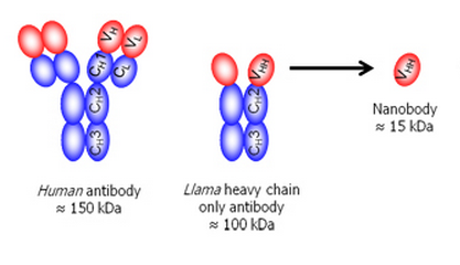 nanobodies