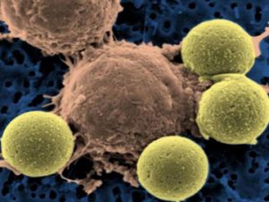 fine-tuned-car-t-cells-article
