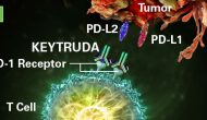 Keytruda/化疗组合批准用于肺癌一线：普天之下莫非王土？