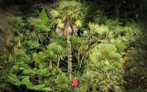 jungle-460_1121794c