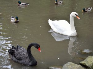 swan-177948_640