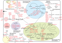 220px-Human_hepatocyte_PPARalpha_transcriptome