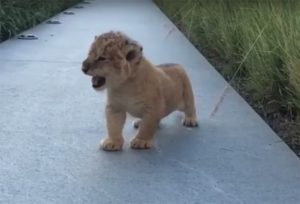 lionking