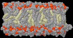Fig2