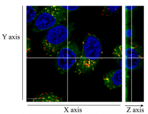 Tzm nucleus
